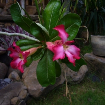 Japanese frangipani